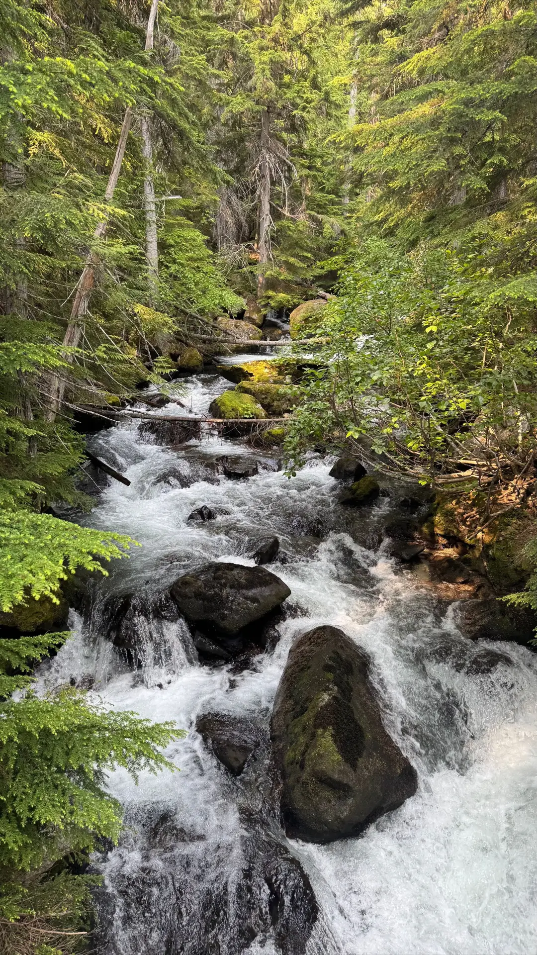 A forest river photo, before and after compression on a Mac